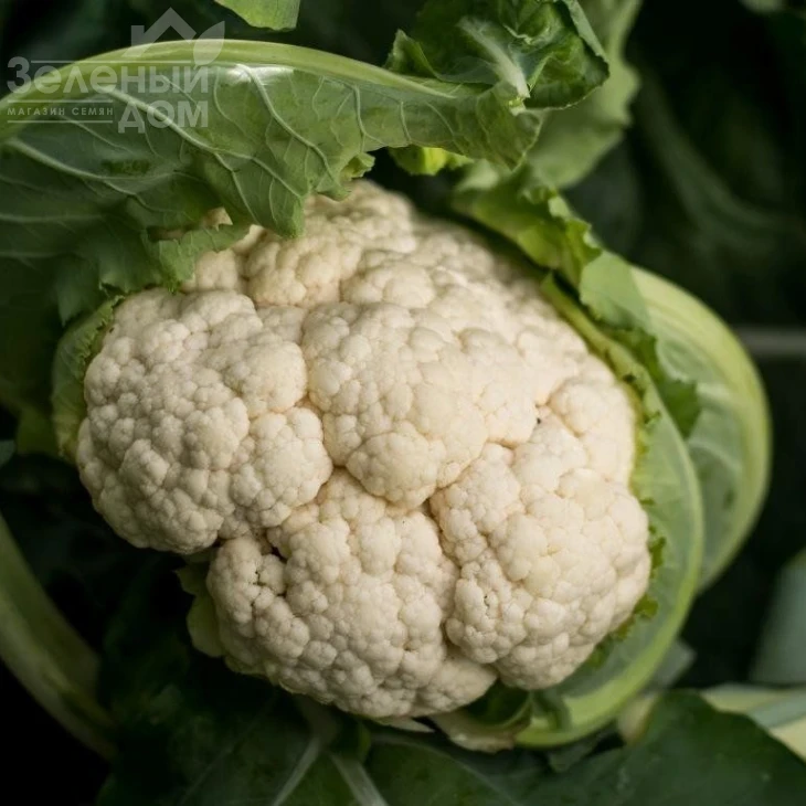 Илькар F1 / Ilkar F1,65-70 дней фото 1