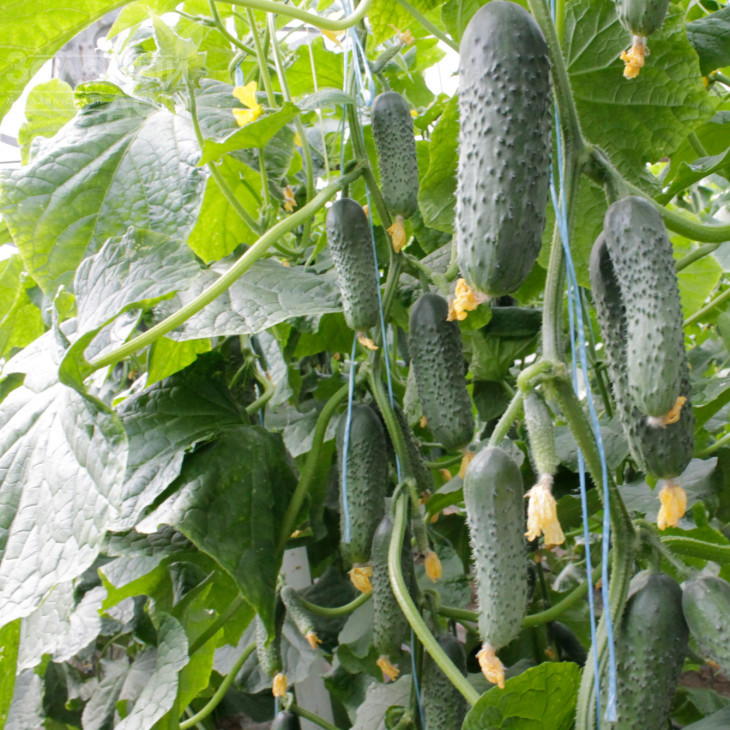 Балкан F1 / Balkan F1,35-40 днів фото 2