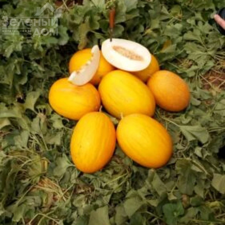 Каррера F1 / Karrera F1, 80-85 дней фото 1