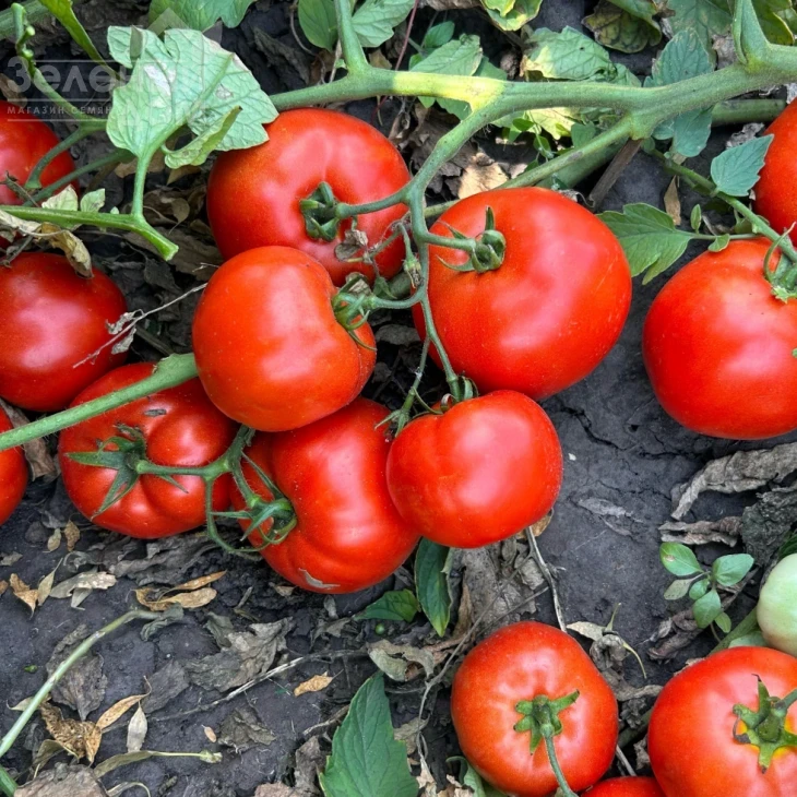 Климон F1 / Klimon F1, 67-72 дней фото 1