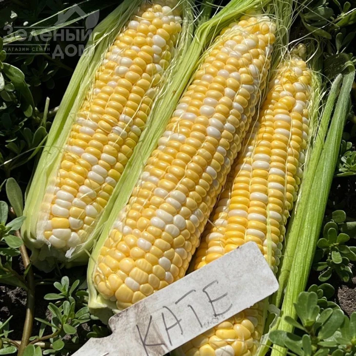 Кейт F1 / Kate F1, 76-77 дней фото 6