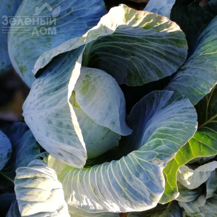 Бигестор F1 / Bigestore F1, 115-120 дней фото 4