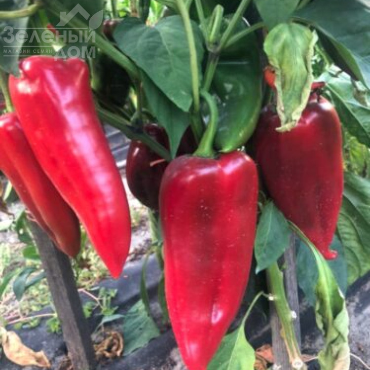 Фанат F1 / Fanat F1, 55 днів фото 3