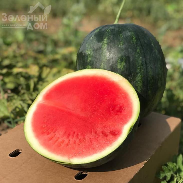 Екстазі F1 / Extazy F1,80-85 днів фото 2