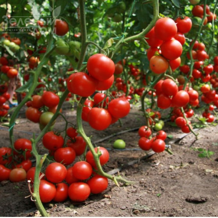 Карла / Carla,70-80 днів фото 1