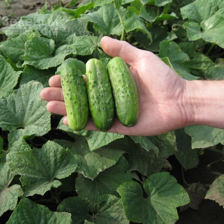 Ивонна F1 / Ivonna F1 фото 1