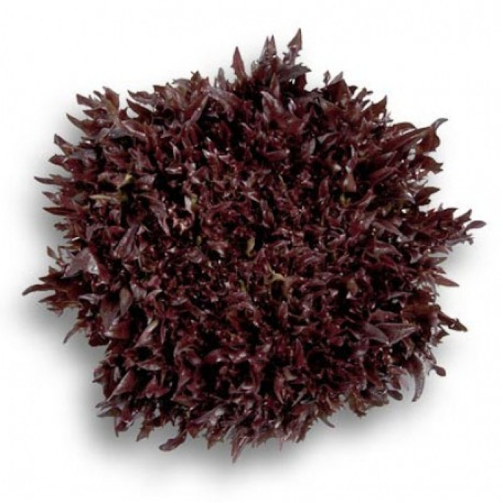 Кодекс / Codex фото 1