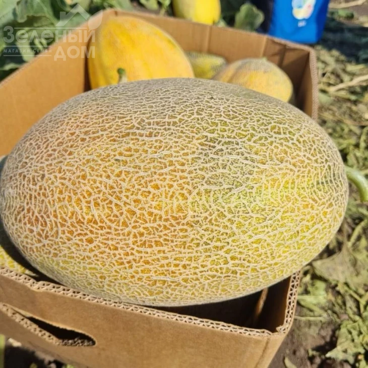 Мегарин F1 / Megarin F1 фото 1