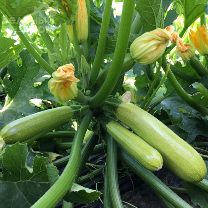 Аделія F1 / Adelia F1 фото 2