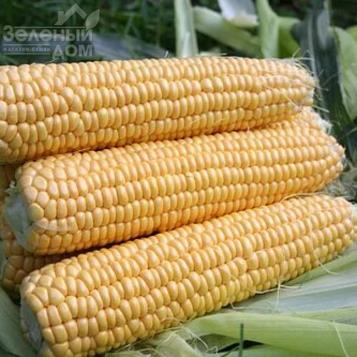 Аранка F1 / Aranka F1,65-70 днів фото 1