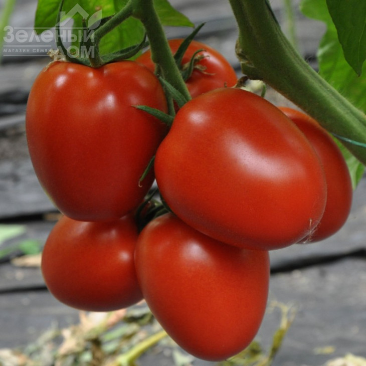 Рева F1 / Reva F1,90-95 днів фото 1