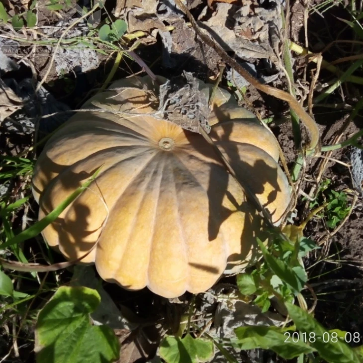 Мерри Дол F1 / Marry Dol F1 фото 2