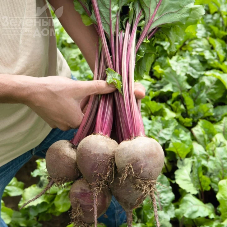 Ронда F1 / Rhonda F1,118-119 дней фото 2