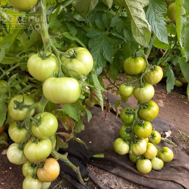 Селла F1 / Sella F1, 58-62 дня фото 3