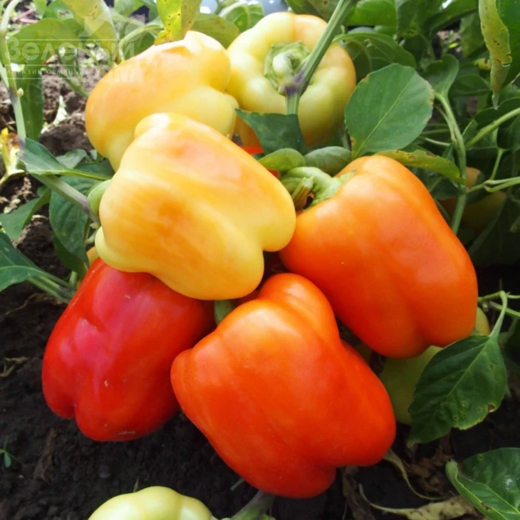 Нела F1 / Nela F1 фото 2