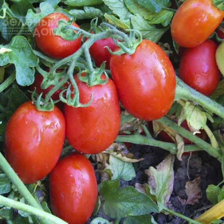 ЮГ 8168 F1 / UG 8168 F1,98 дней фото 1