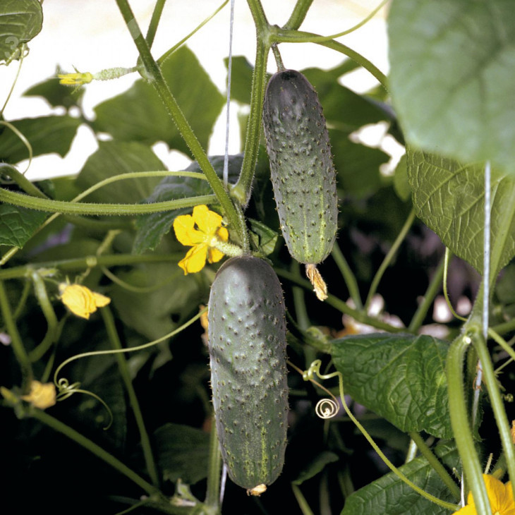 Атлантіс F1 / Atlantis F1,42-45 днів фото 1