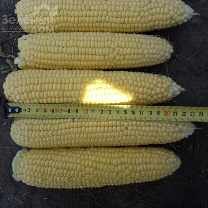 Джиа F1 / Dzhia F1, 75-77 дней фото 8