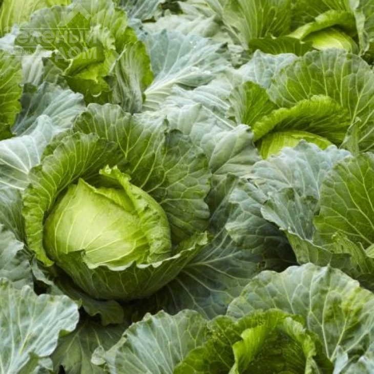 Анкома F1 / Ancoma F1,120-130 дней фото 4