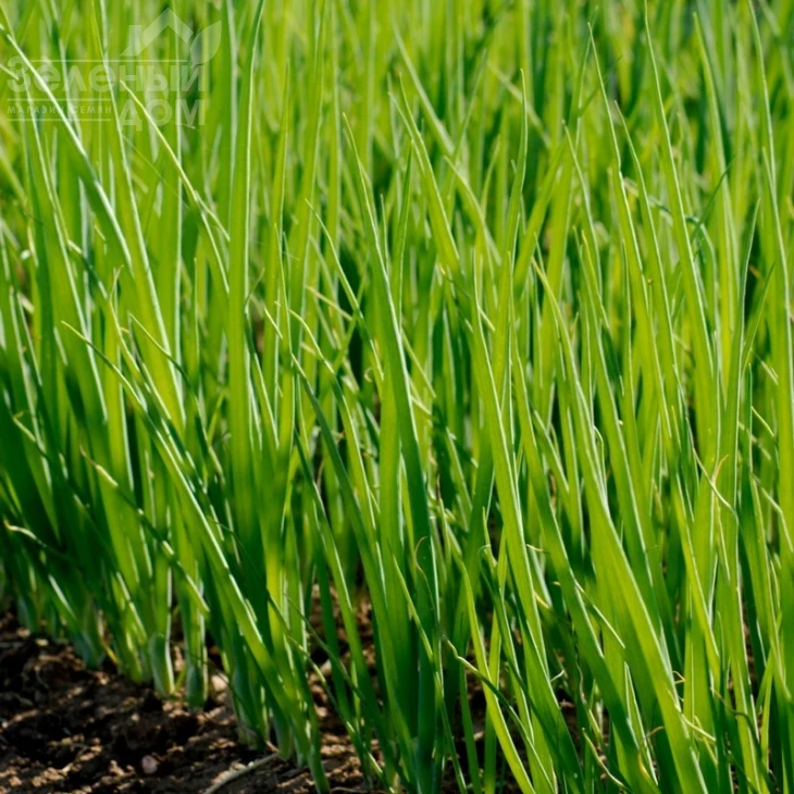 Кайгаро / Kaygaro,54 дня фото 1