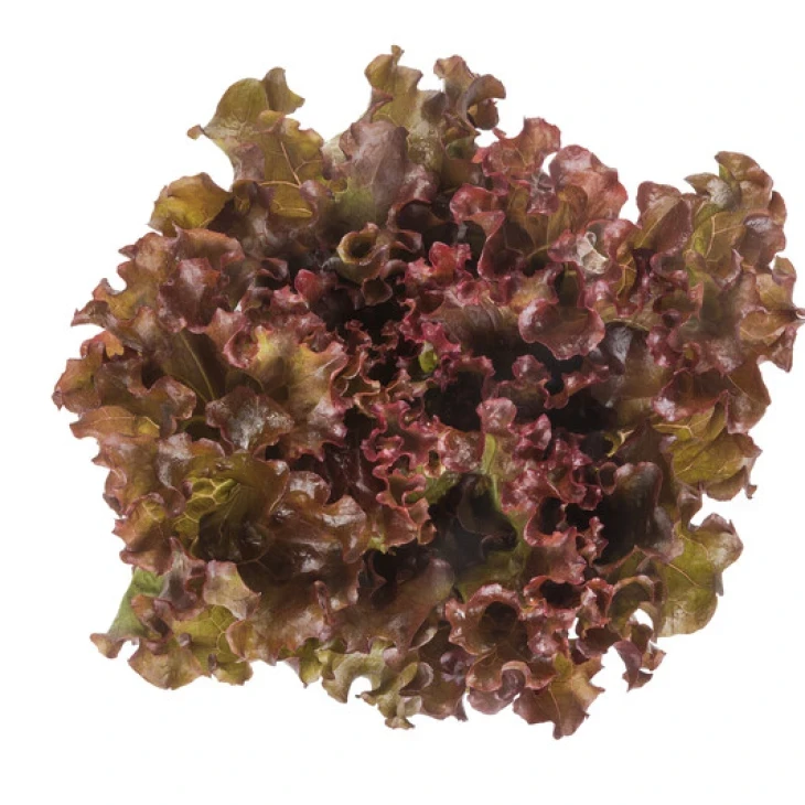 Орбитал / Orbital фото 3