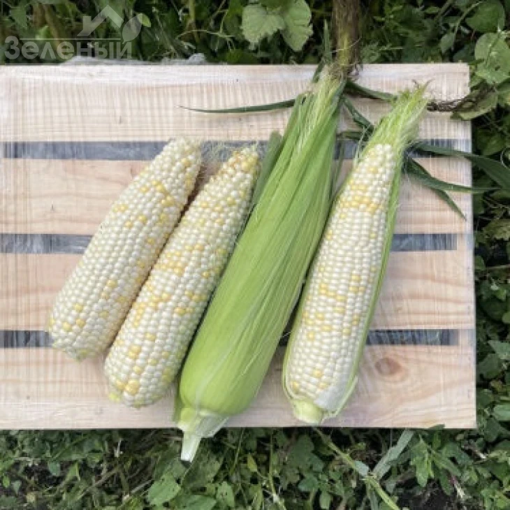 Вайт Туз F1 / White Tuz F1, 65-67 дней фото 1