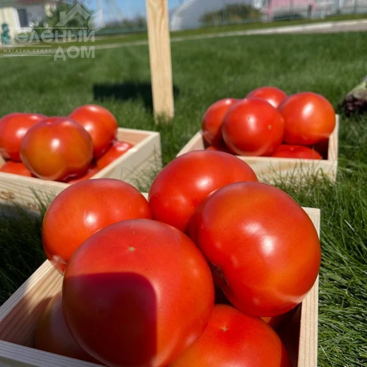 Аксиома F1 / Axiom F1,50-55 дней фото 7