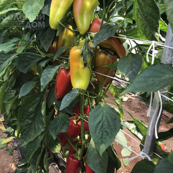 ПЛА 18266 F1 / PLA 18266 F1, 60-65 днів фото 1