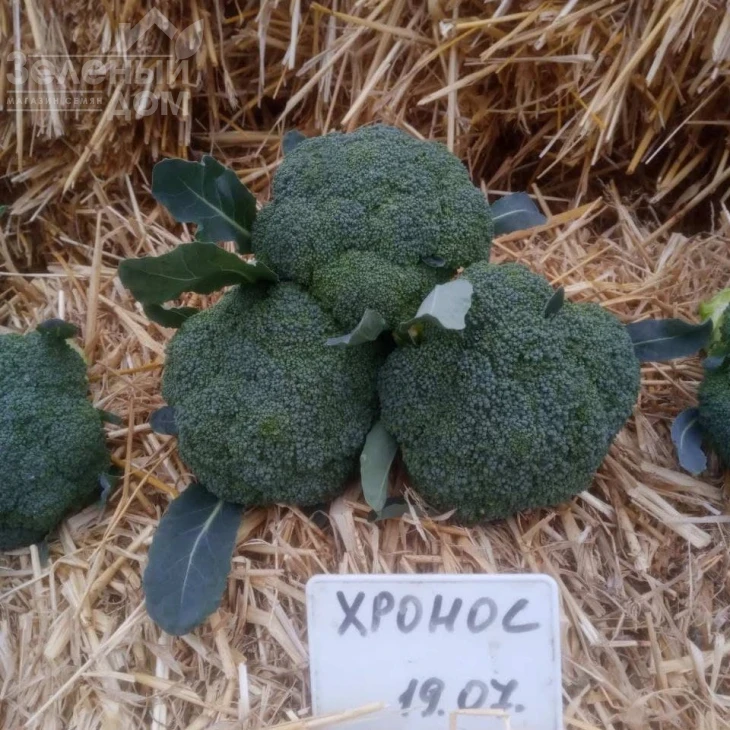 Хронос F1 / Khronos F1, 60-65 дней фото 2