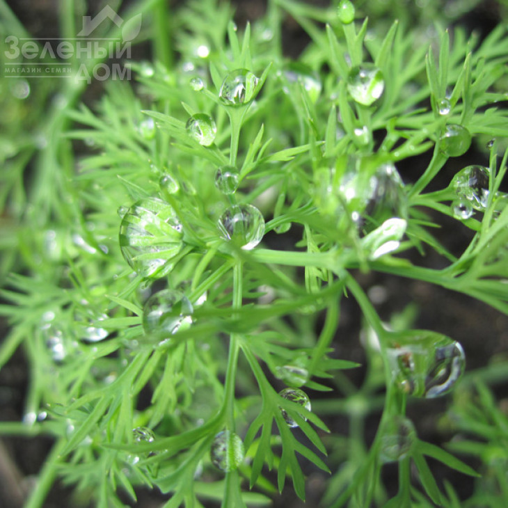 Елла / Ella фото 1