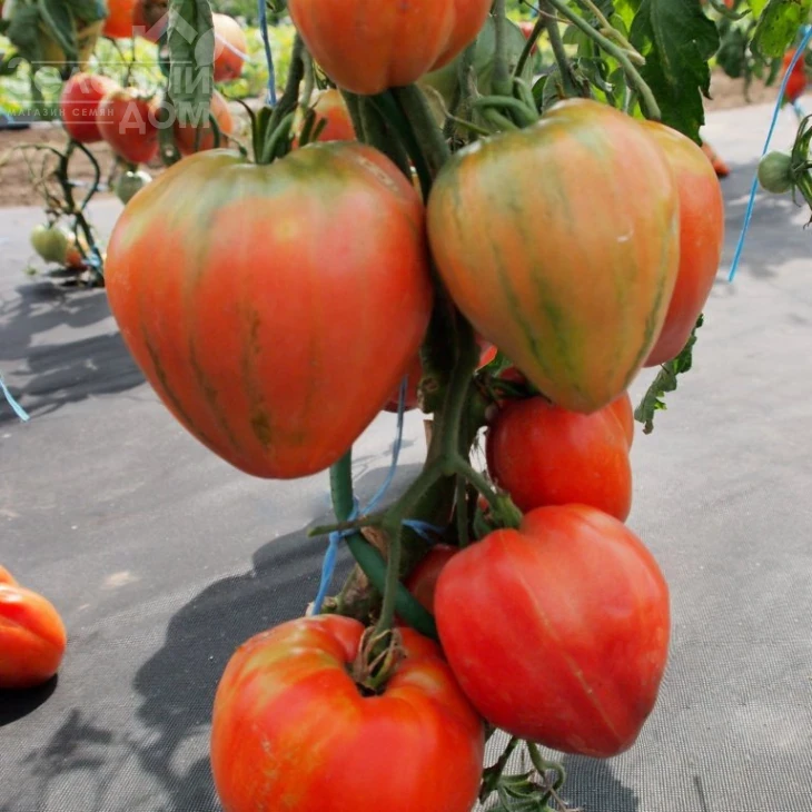 Геродес / Gerodes фото 1