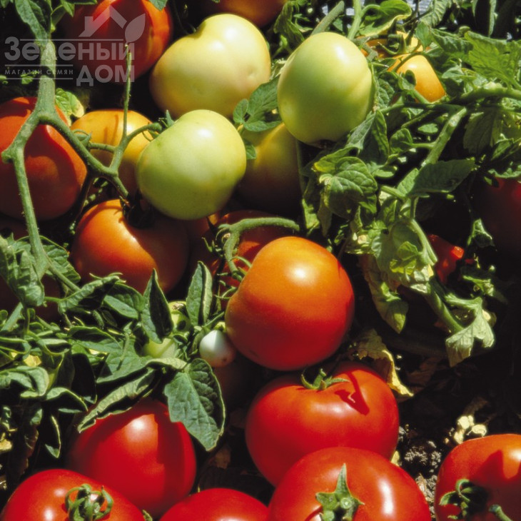 Лодджейн F1 / Lodzhejn F1,120 днів фото 1