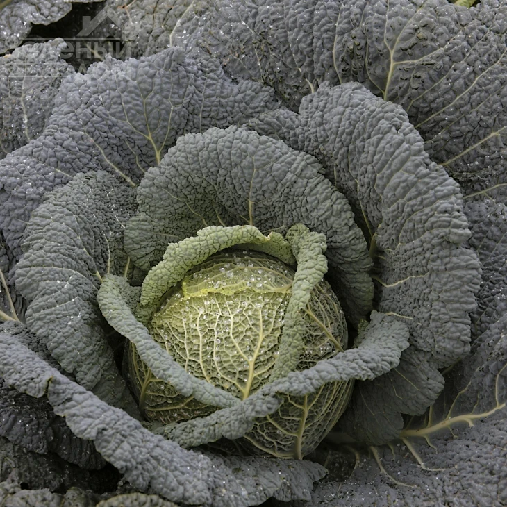 Виратоба F1 / Viratoba F1,135-140 дней фото 1