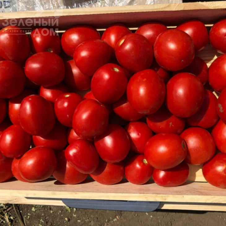 9969 F1 / 9969 F1, 105 дней фото 1