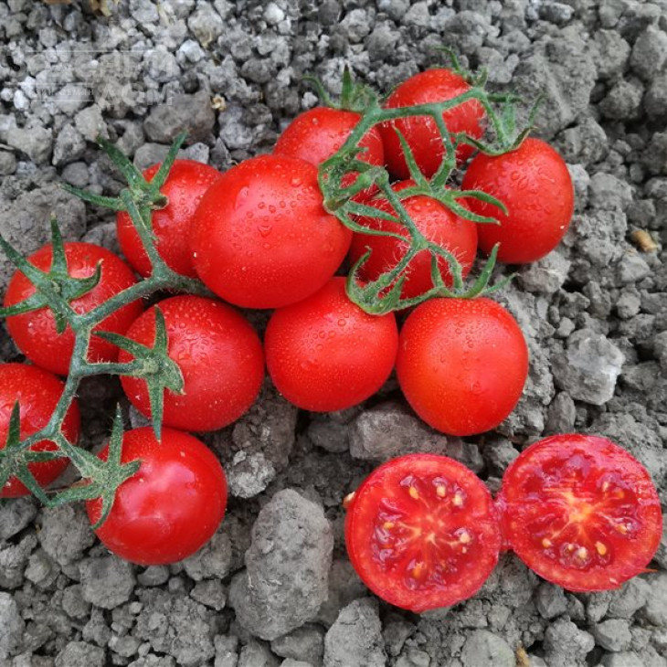 Воларе F1 /  Volare F1 фото 1