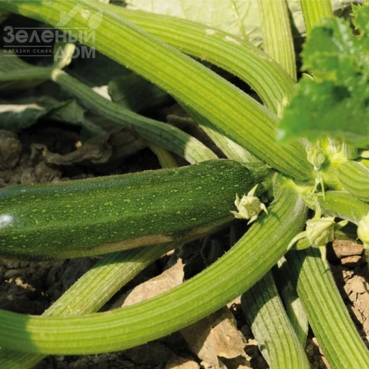 Дуня F1 / Dunya F1 фото 1