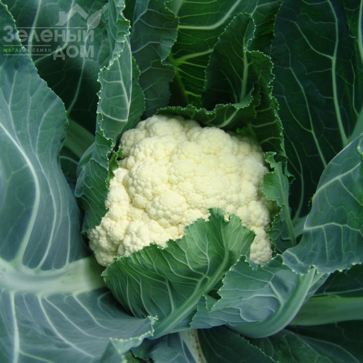 Октавіан / Octavian, 85-95 днів фото 1