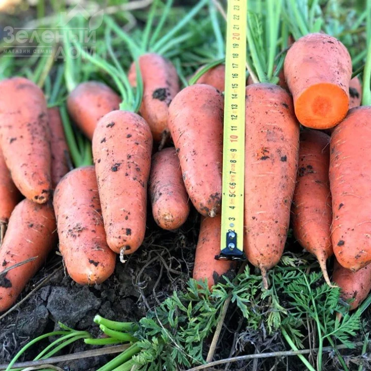 Эмперор F1 / Emperor F1,100-110 дней фото 4