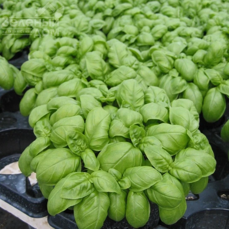 Эмили / Emili фото 1