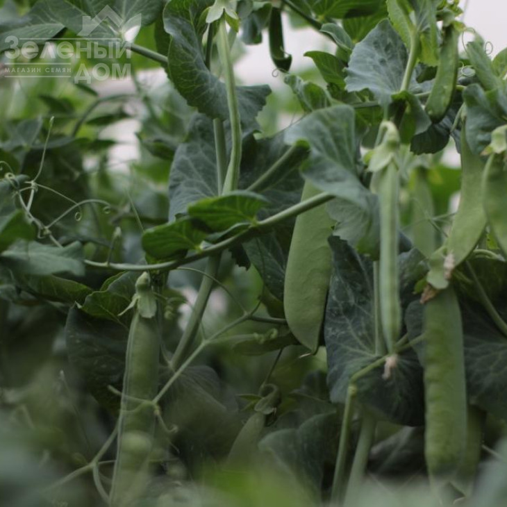 Роялсайз / Royalsayz фото 7