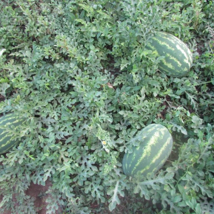 ЛС 1667 F1 / LS 1667 F1,62-65 дней фото 2