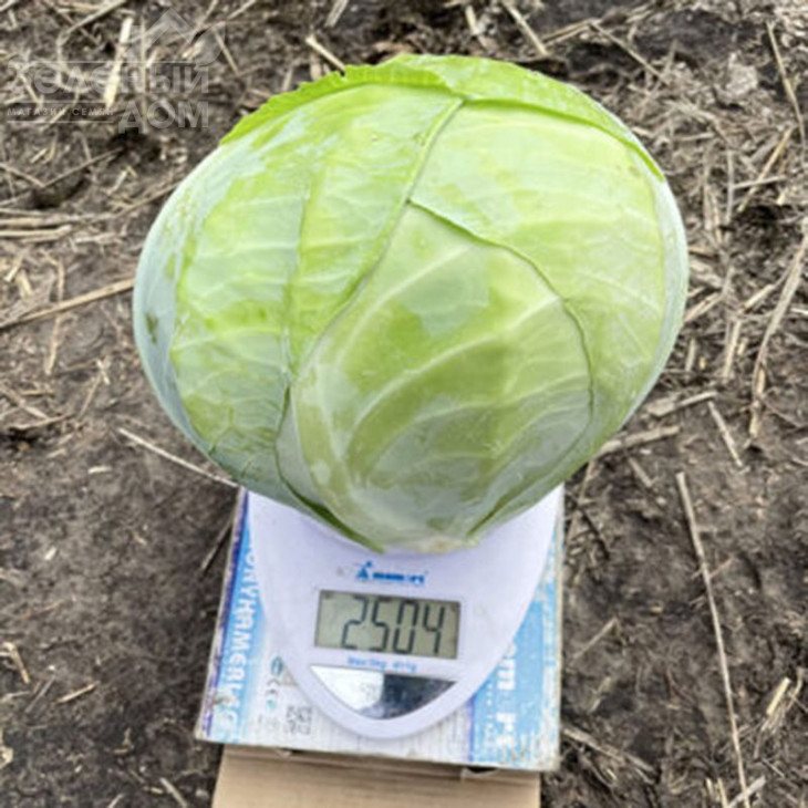 Орегон F1 / Oregon F1,100-110 днів фото 2