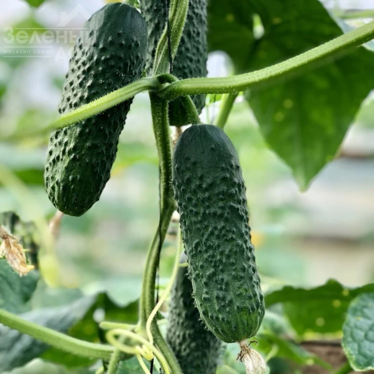 Ниндзя F1 / Nindzya F1 фото 1