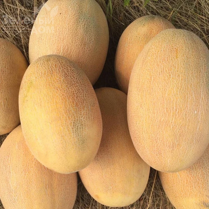 Оксана F1 / Oksana F1,65-70 дней фото 2