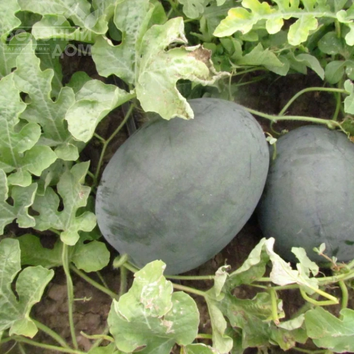 ЛС 1544 F1 / LS 1544 F1,70-75 дней фото 1