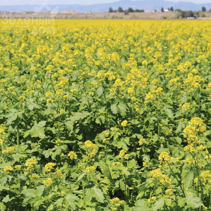 Гірчиця / Gorchitsa (біла/жовта) фото 2