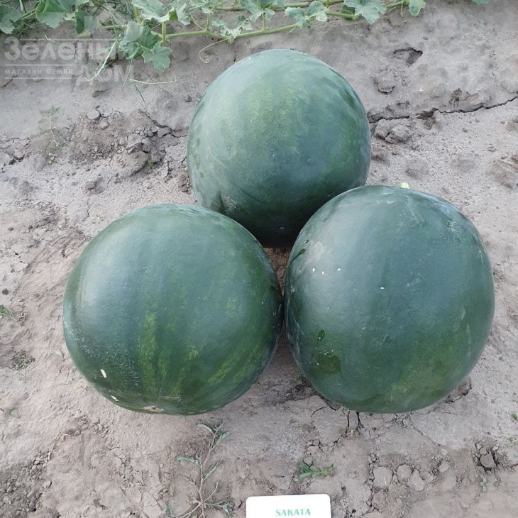 Фаєр Бол F1 / Fire Ball F1, 55-50 днів фото 2