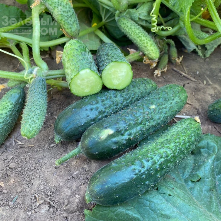 Рубинштейн F1 / Rubinstein F1 фото 3