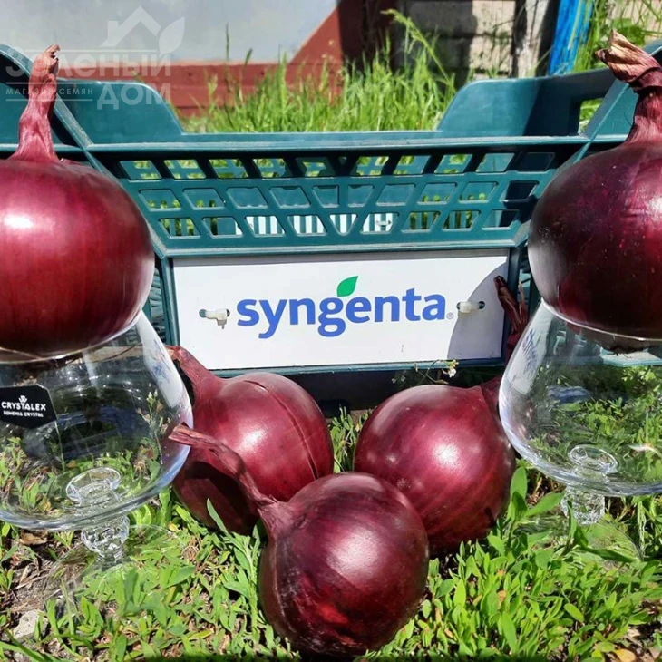 Дарко F1 / Darko F1,110-115 дней фото 3