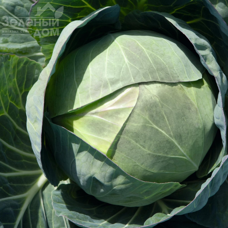 Церокс F1 / Cerox F1,80 днів фото 1